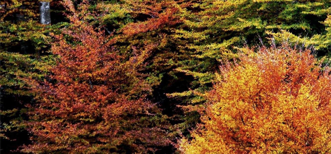 muniellos otoño bosque muniellos