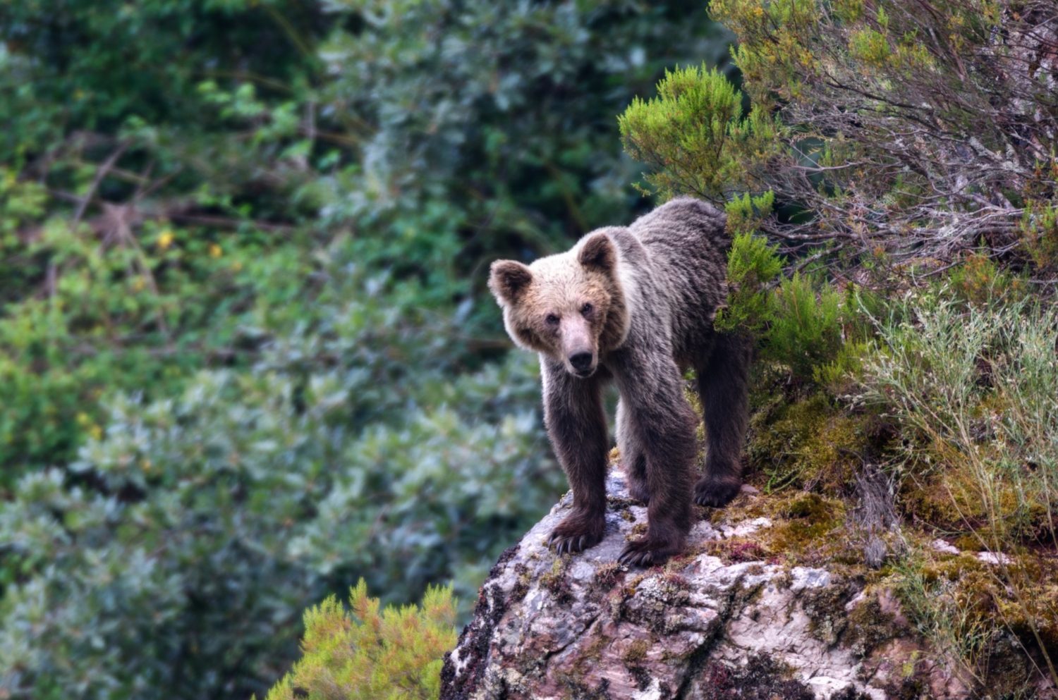 oso pardo cantabrico